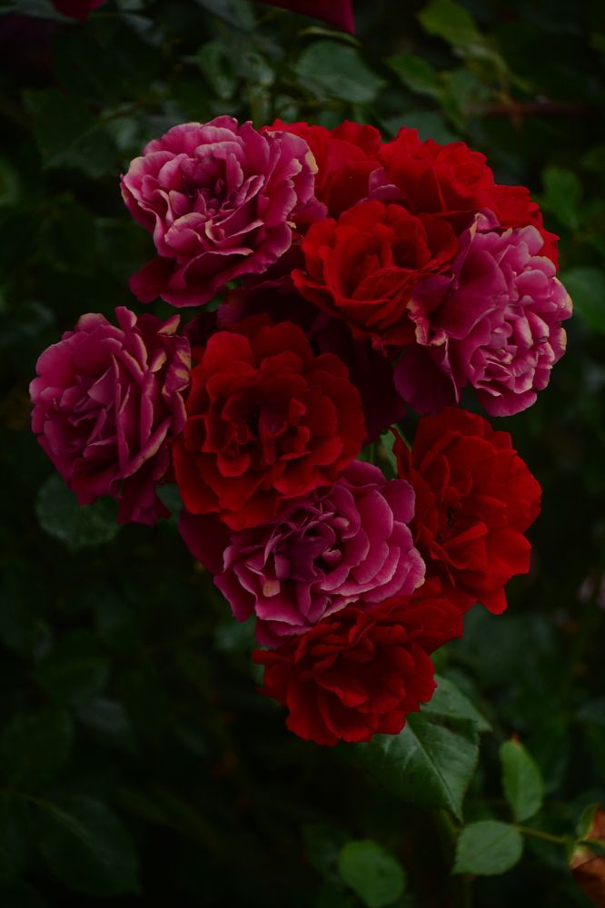 Photograph by Анна Бутко