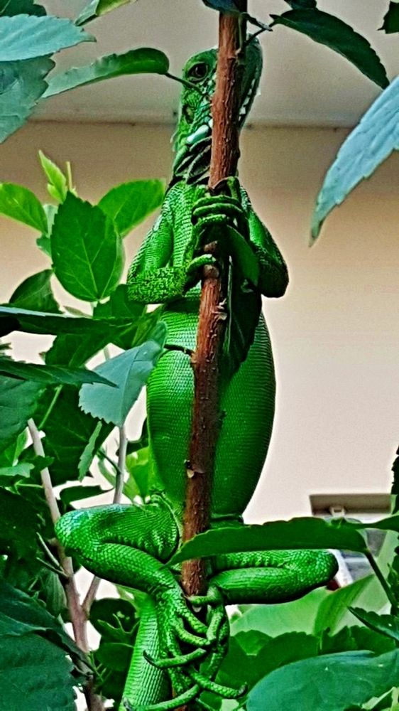 Photograph by Hilary McShine