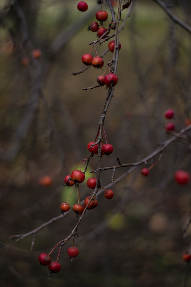 Photograph by Юля Шуравенкова