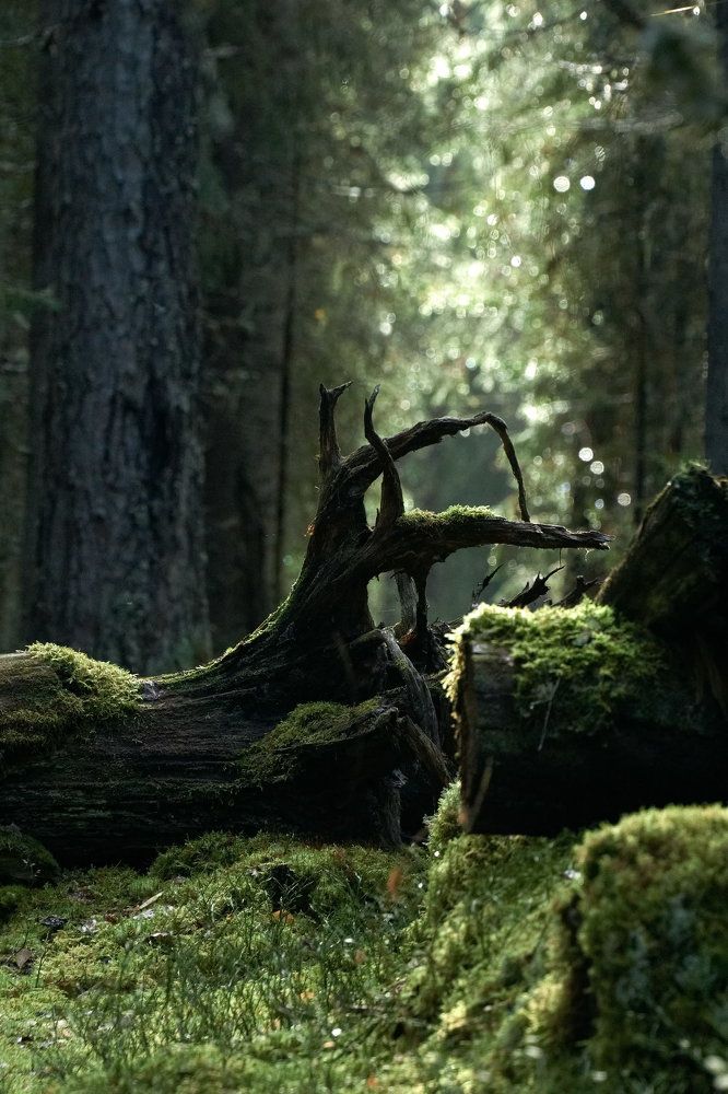 Фотография автора Siergiejevicz Mihail