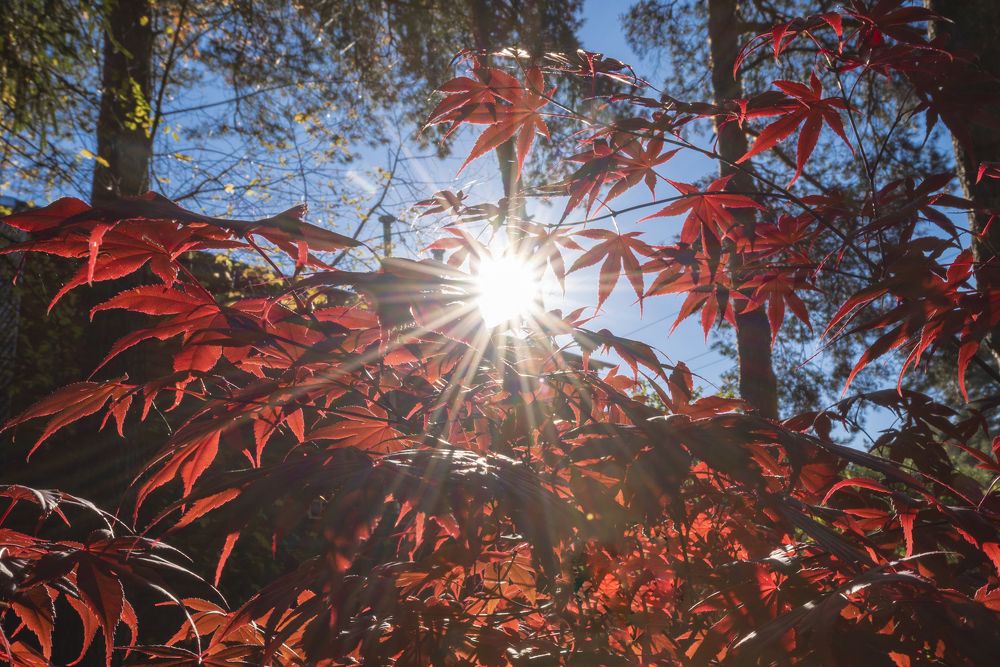 Последние лучи осени.