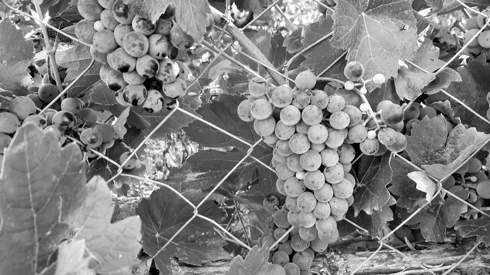 Photograph by Suzana Cakciri