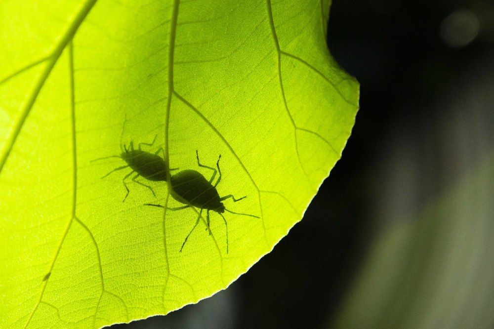 Photograph by AJITH MANIYAN