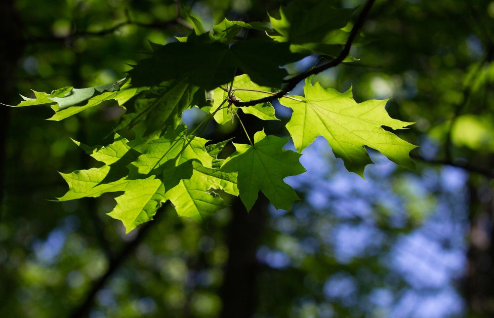 Photograph by Ирина Крепак