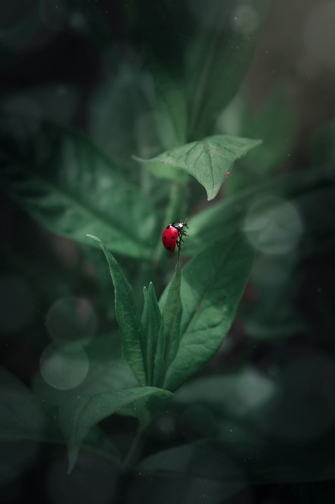 Photograph by Евгения Кинжакова