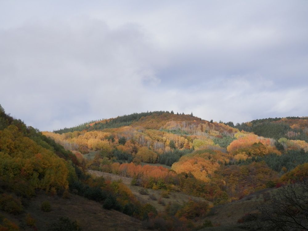 Фотография автора Mariami Sanishvili