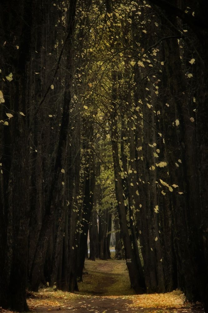 Дорога в осень