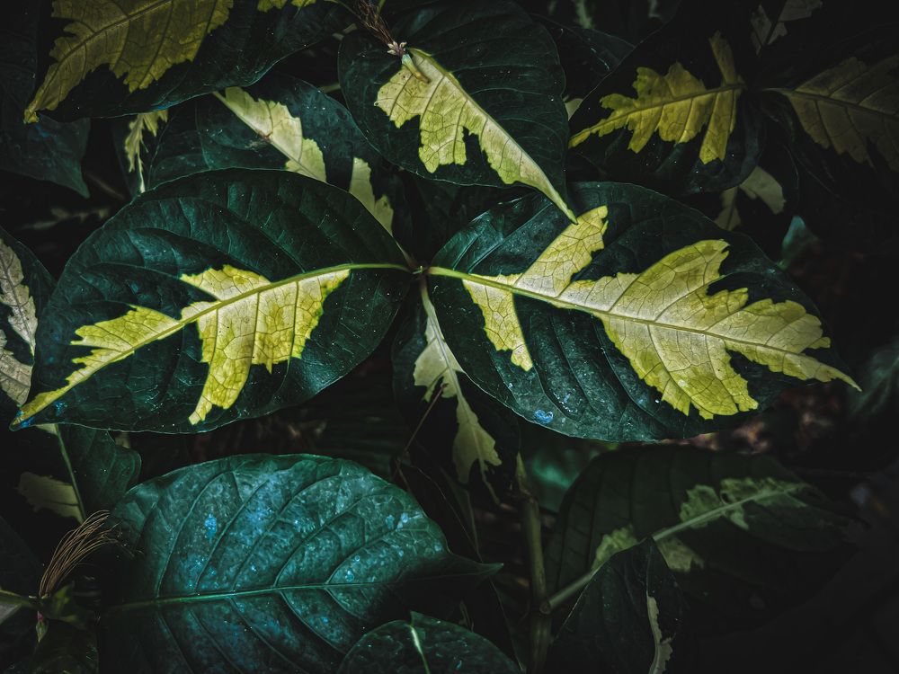 Photograph by Ruchi Jadiye