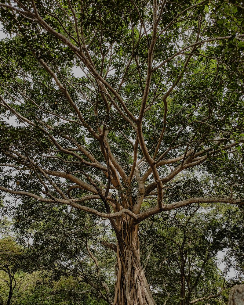 Photograph by Milinda Ashan Rajapaksha