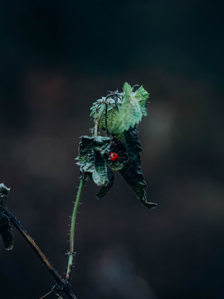 Photograph by Мария Дубова