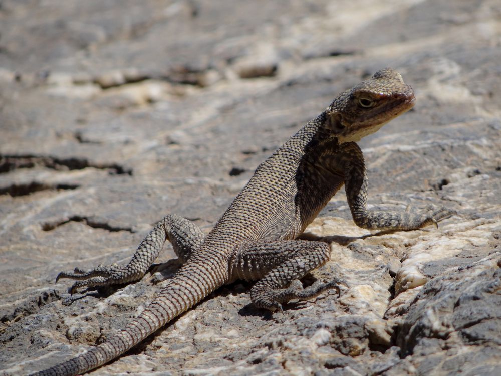 Фотография автора reza ahmadi