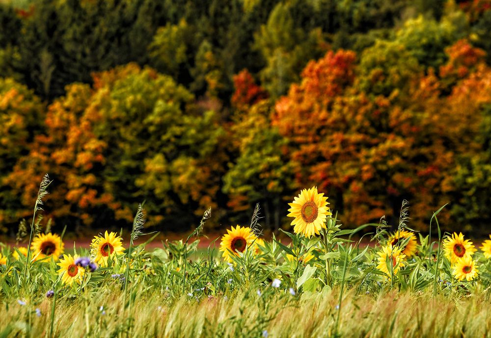 Photograph by Andrey Kuznetsov (Kant)
