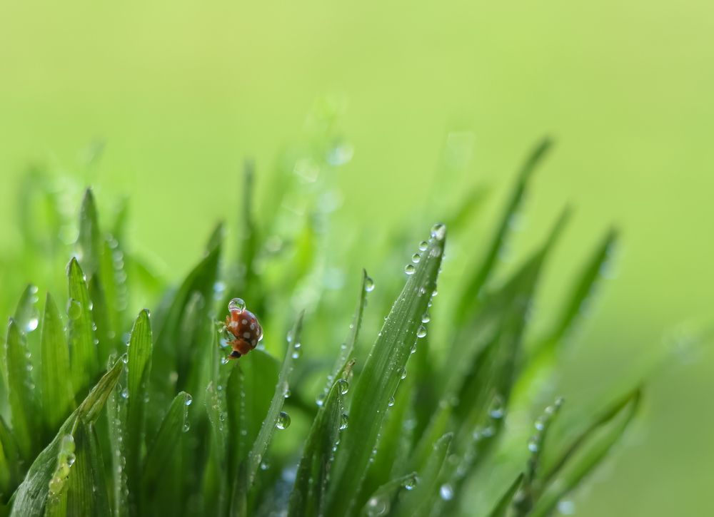 Photograph by Ирина Никульча