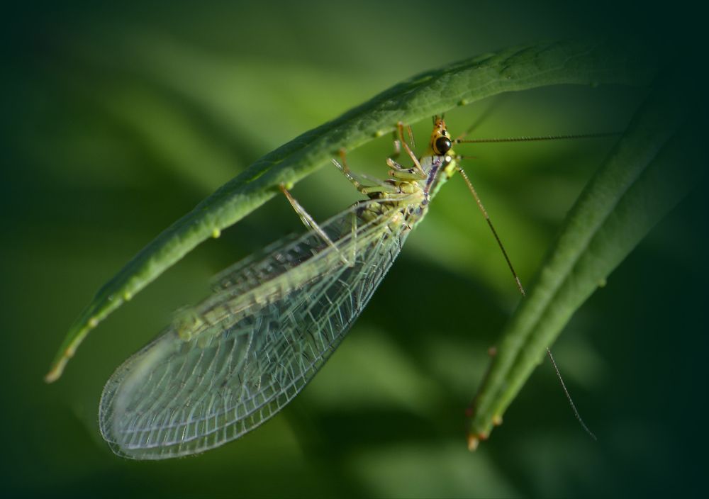 Златоглазка