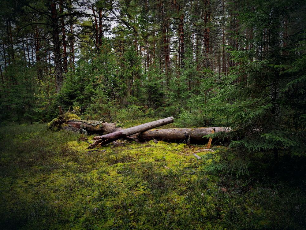 В осеннем лесу