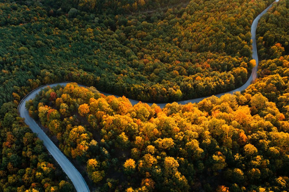 The road to the autumn pallete