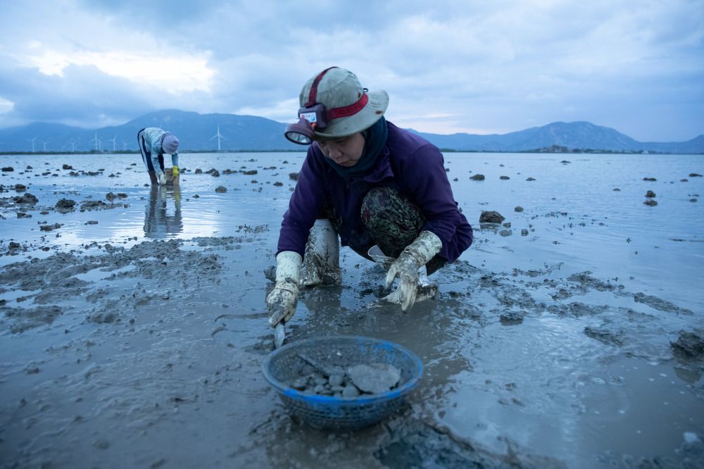 Women scratching oysters in the sea