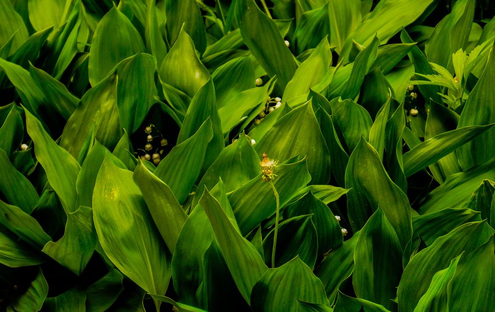 Photograph by Кожиков Данияр