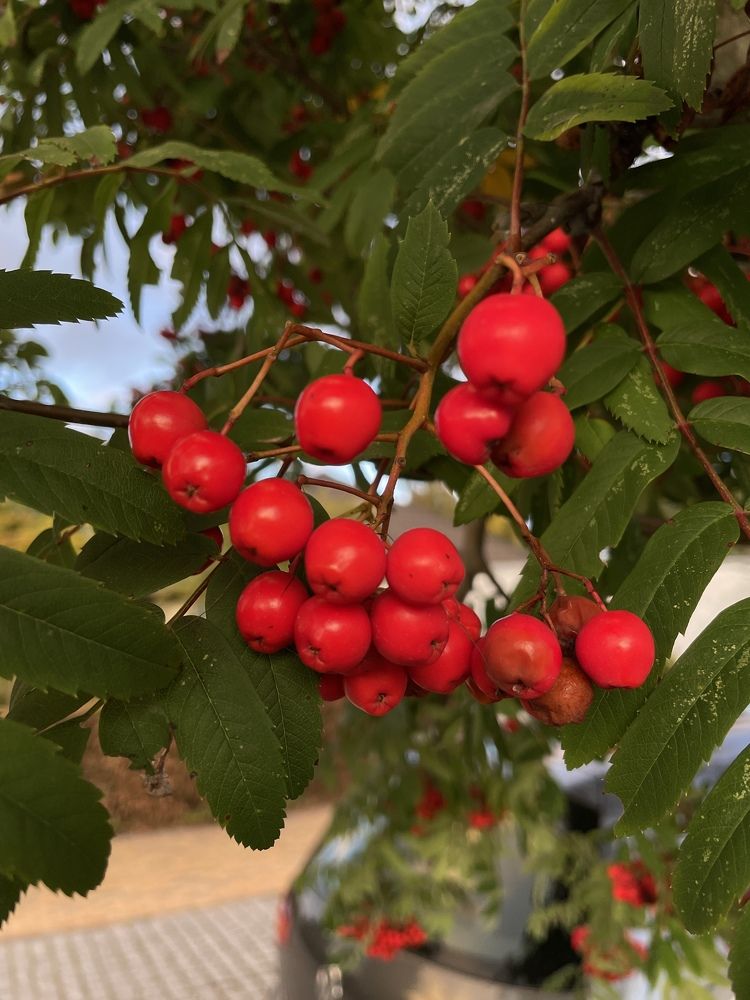 Фотография автора Ramin Ismayilov