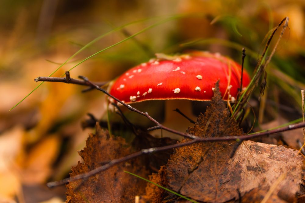 Красная шляпка