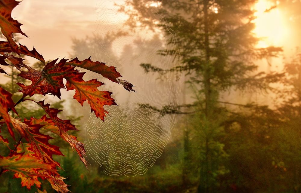 Photograph by Elena Wymann