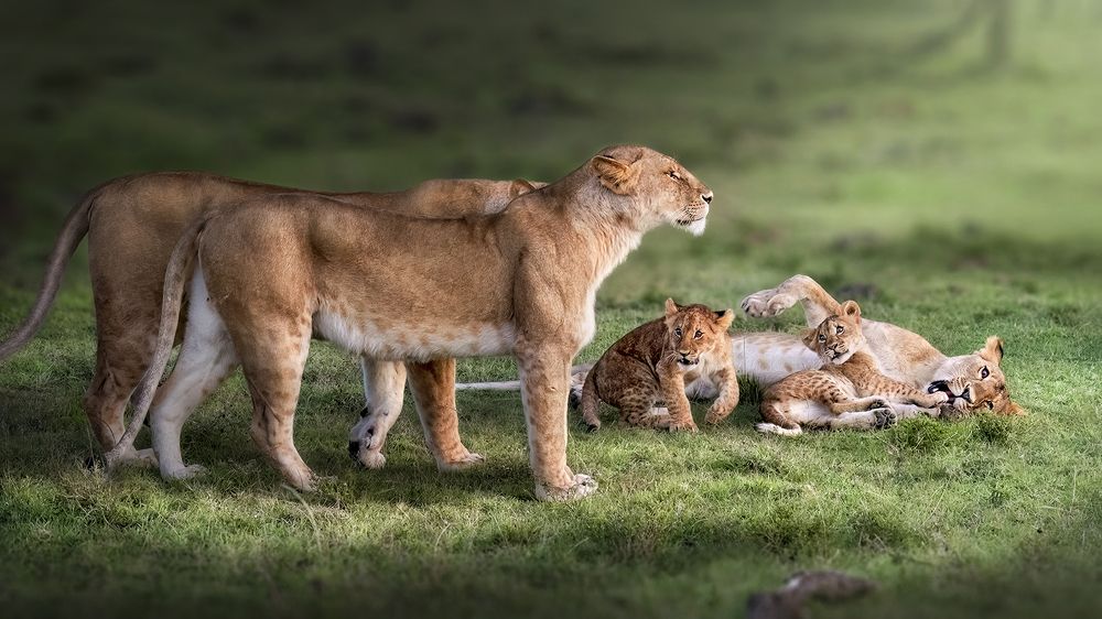 THE PRIDE OF A PRIDE