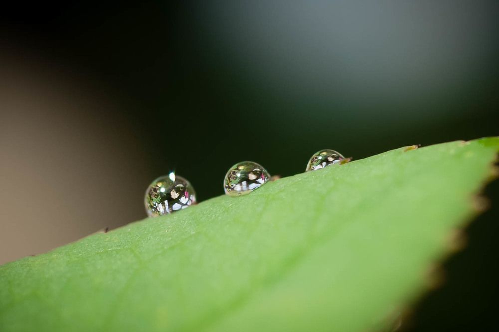 Photograph by Pierluigi Tolu