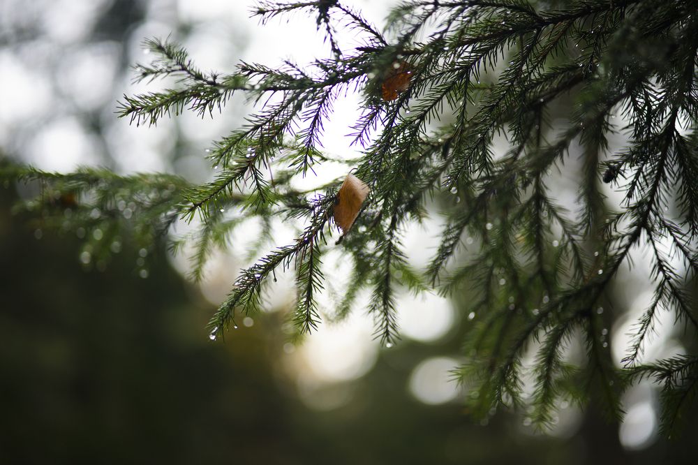 Photograph by Анна Воронова