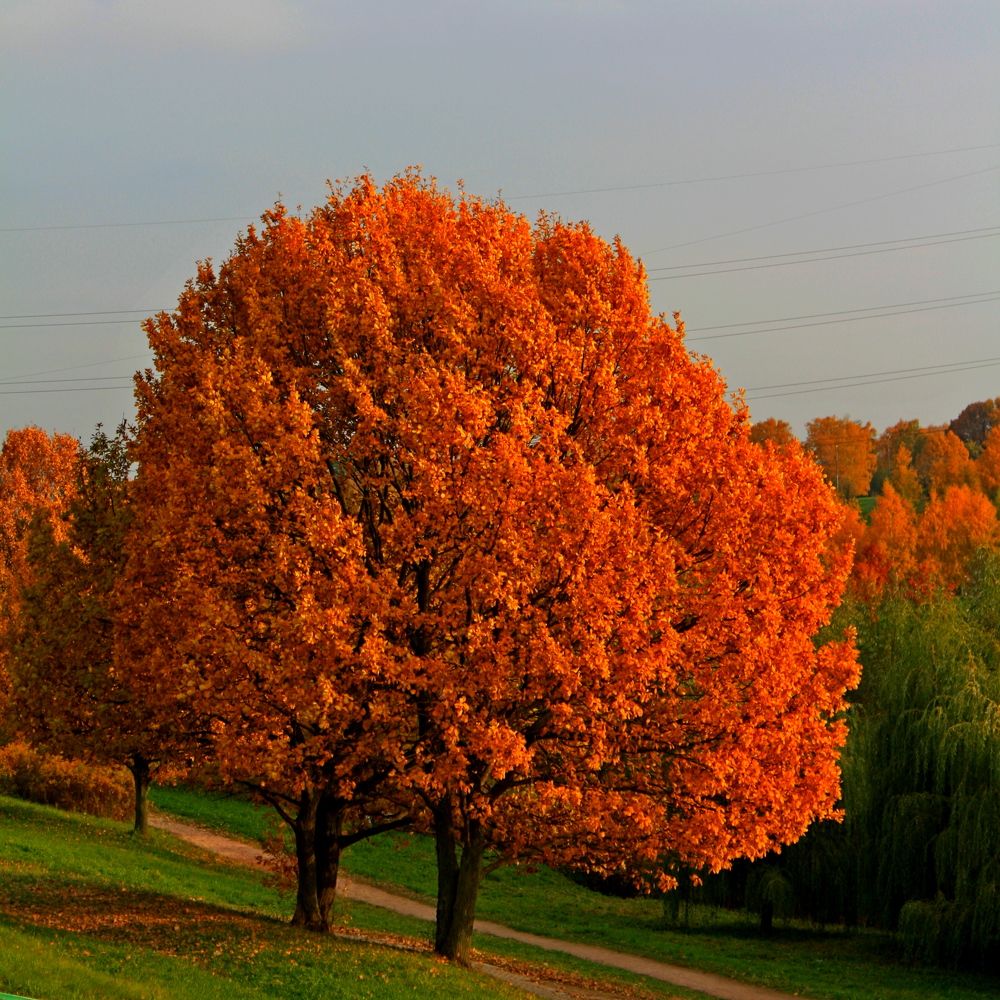 Photograph by ДанКо Натали