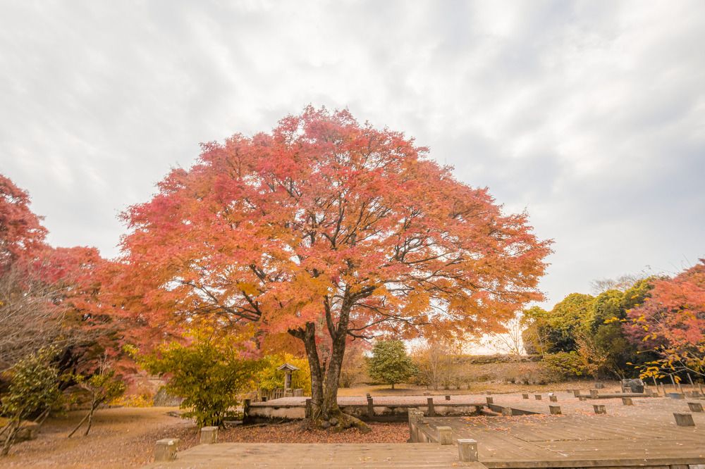 Photograph by Nguyen