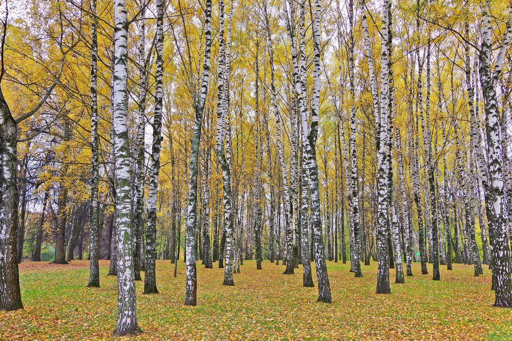 Photograph by Елена Щитова