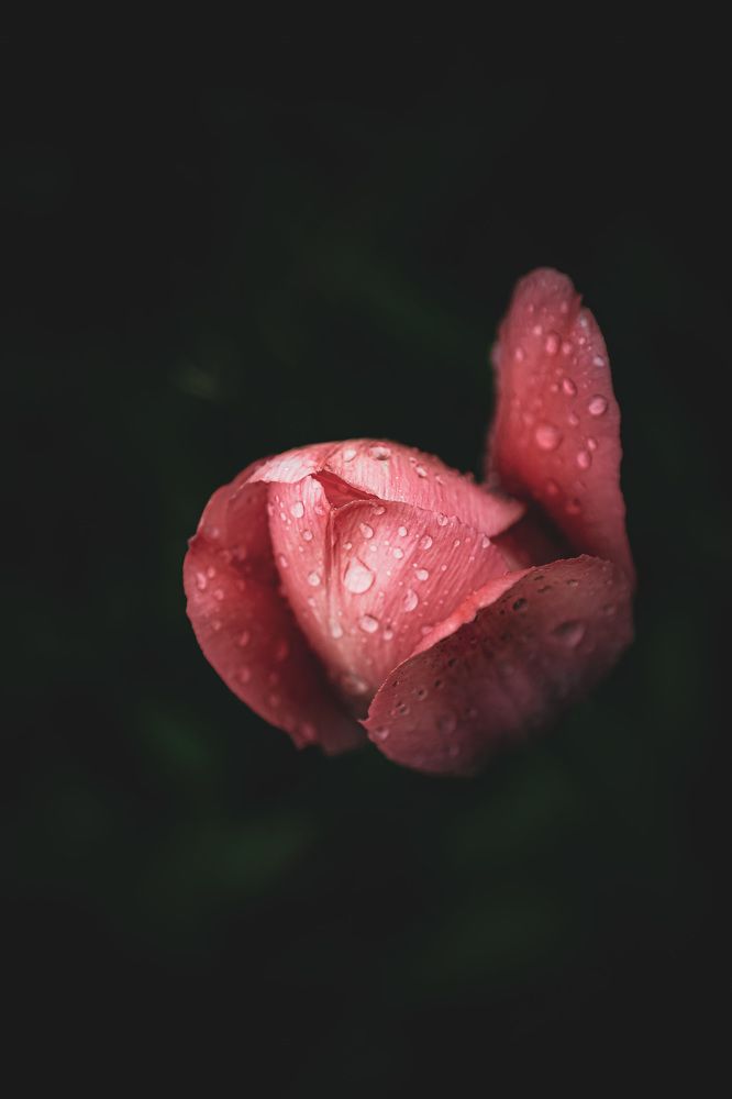 Photograph by Дарья Григорьева