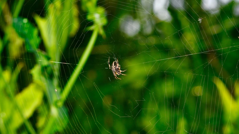 Photograph by Manjri Saxena