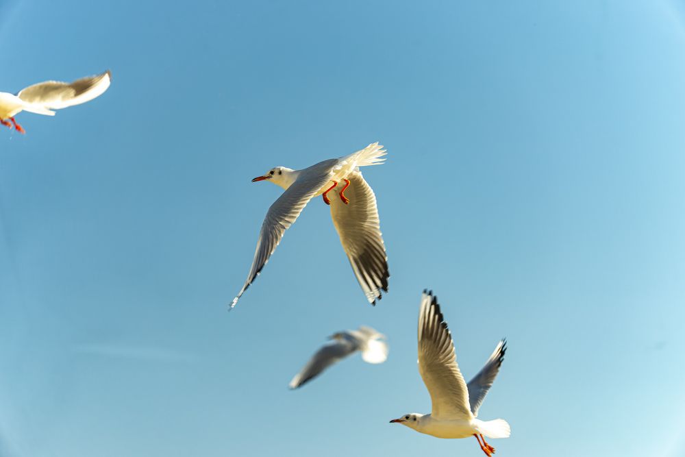 Photograph by Sysoev Konstantin