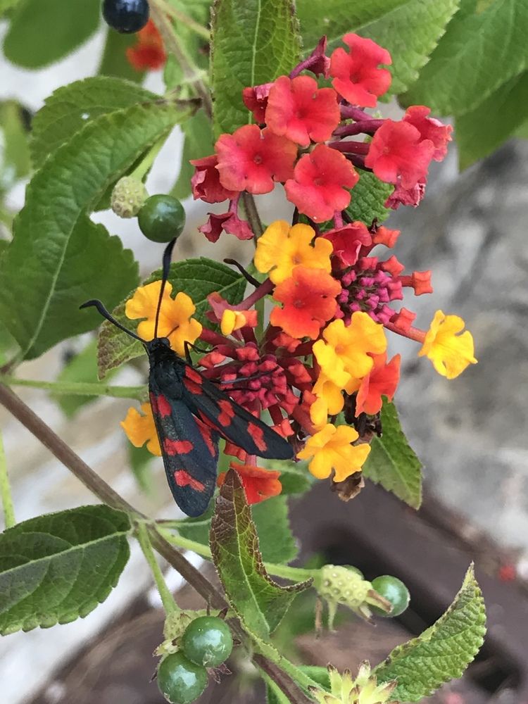 Фотография автора Maurizio Ruggiero