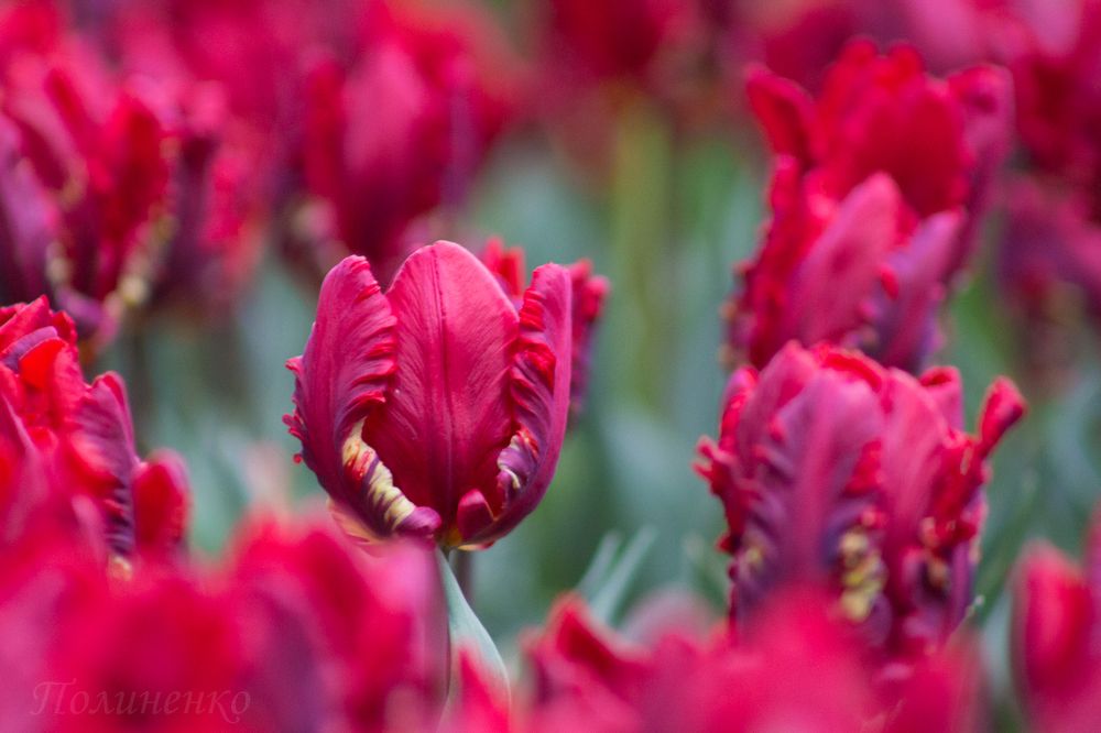 Photograph by Иван Полиненко