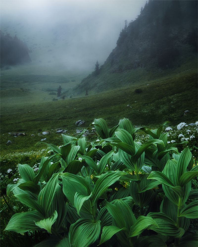 Misty green