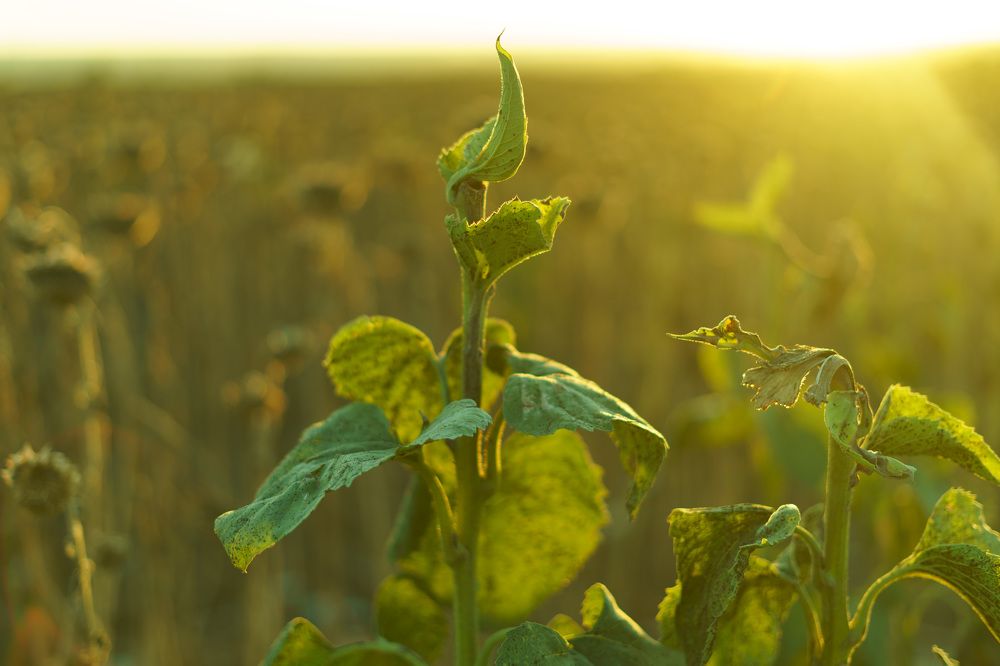 Photograph by Георгий Казанцев