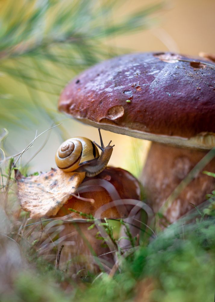 Кто в теремочке живет?)