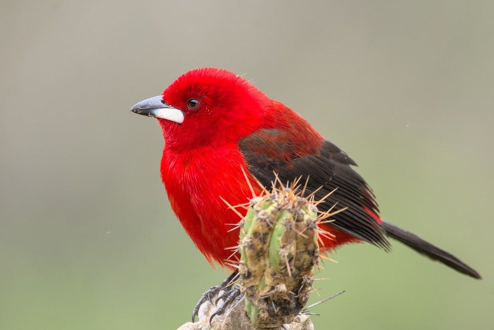 Photograph by Eduardo Bom