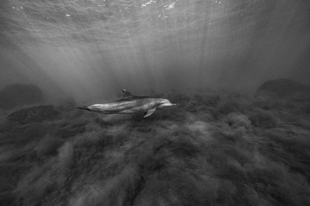 Wildness and stillness