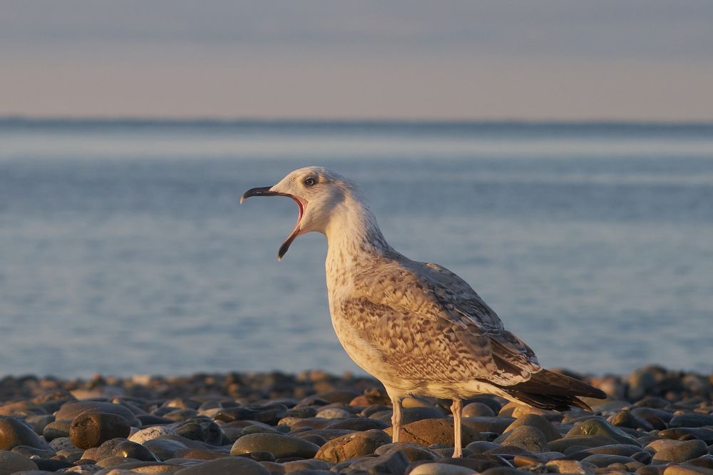 Photograph by Ирина Секачева