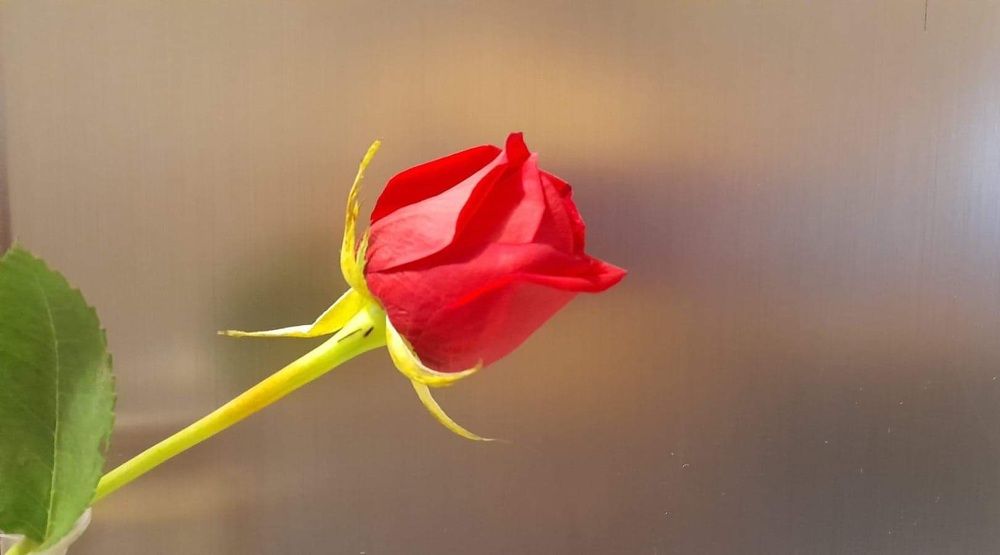 Фотография автора Adriana Rocha