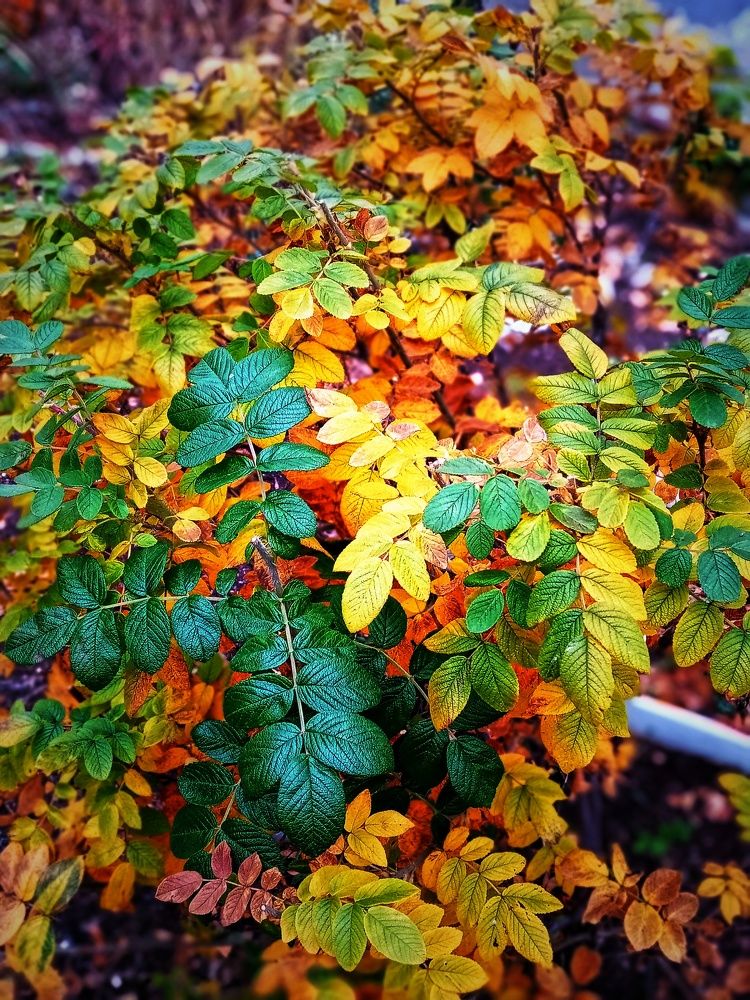 Photograph by Владимир Сушкин