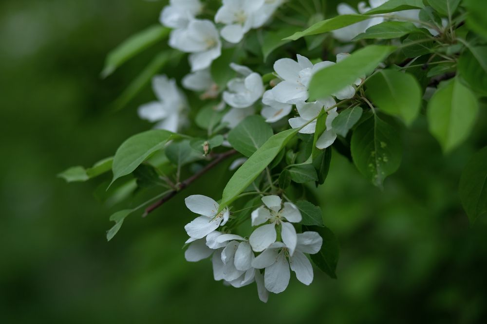 Photograph by Ирина Зиннурова