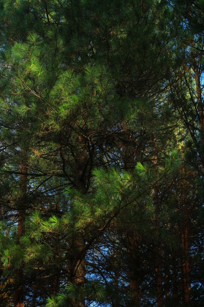 Photograph by Елена Дегтяренко