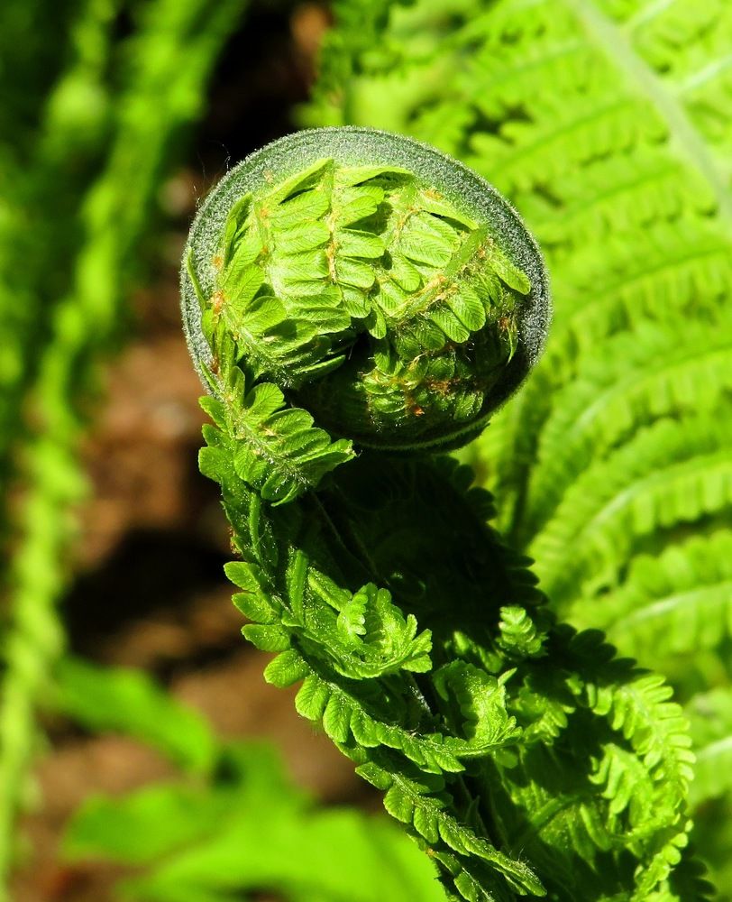 Завиток папоротника