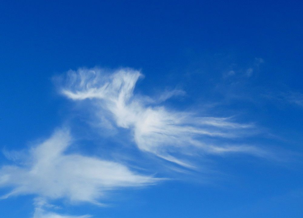 Голубь мира или птица счастья