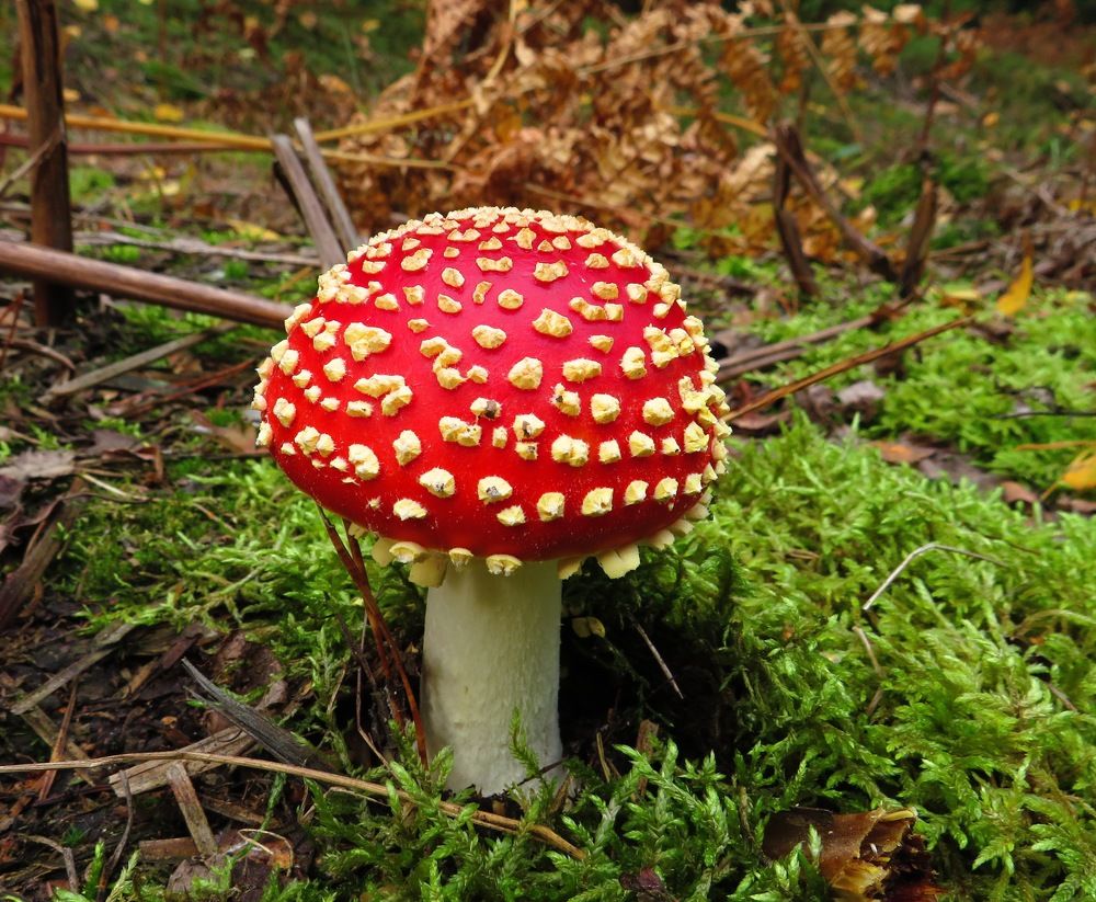 Мухоморчик