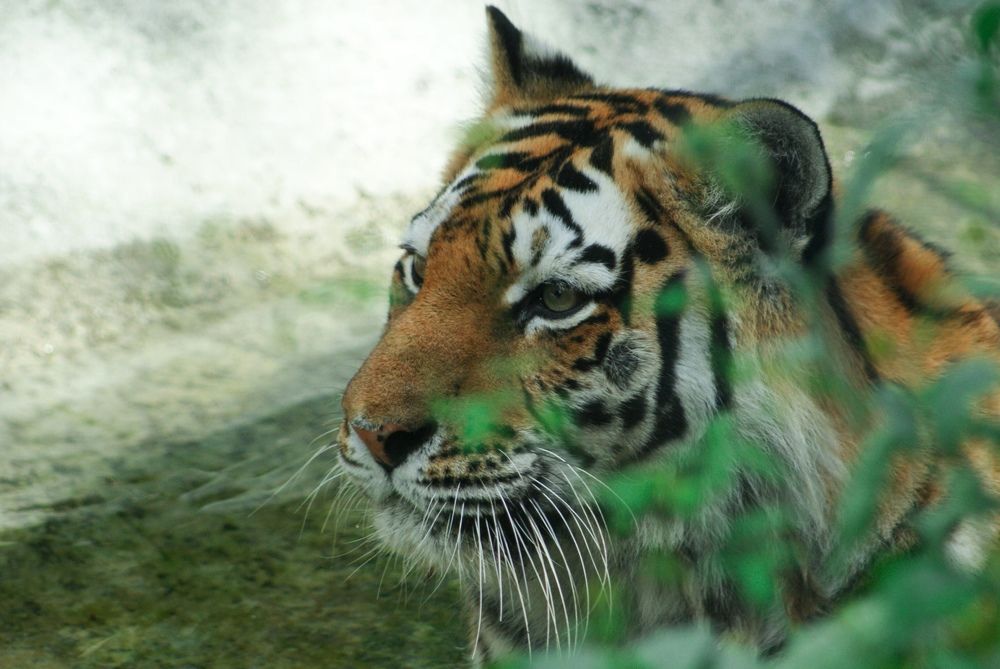 Амурский тигр